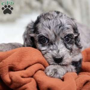 Ringo, Cavapoo Puppy